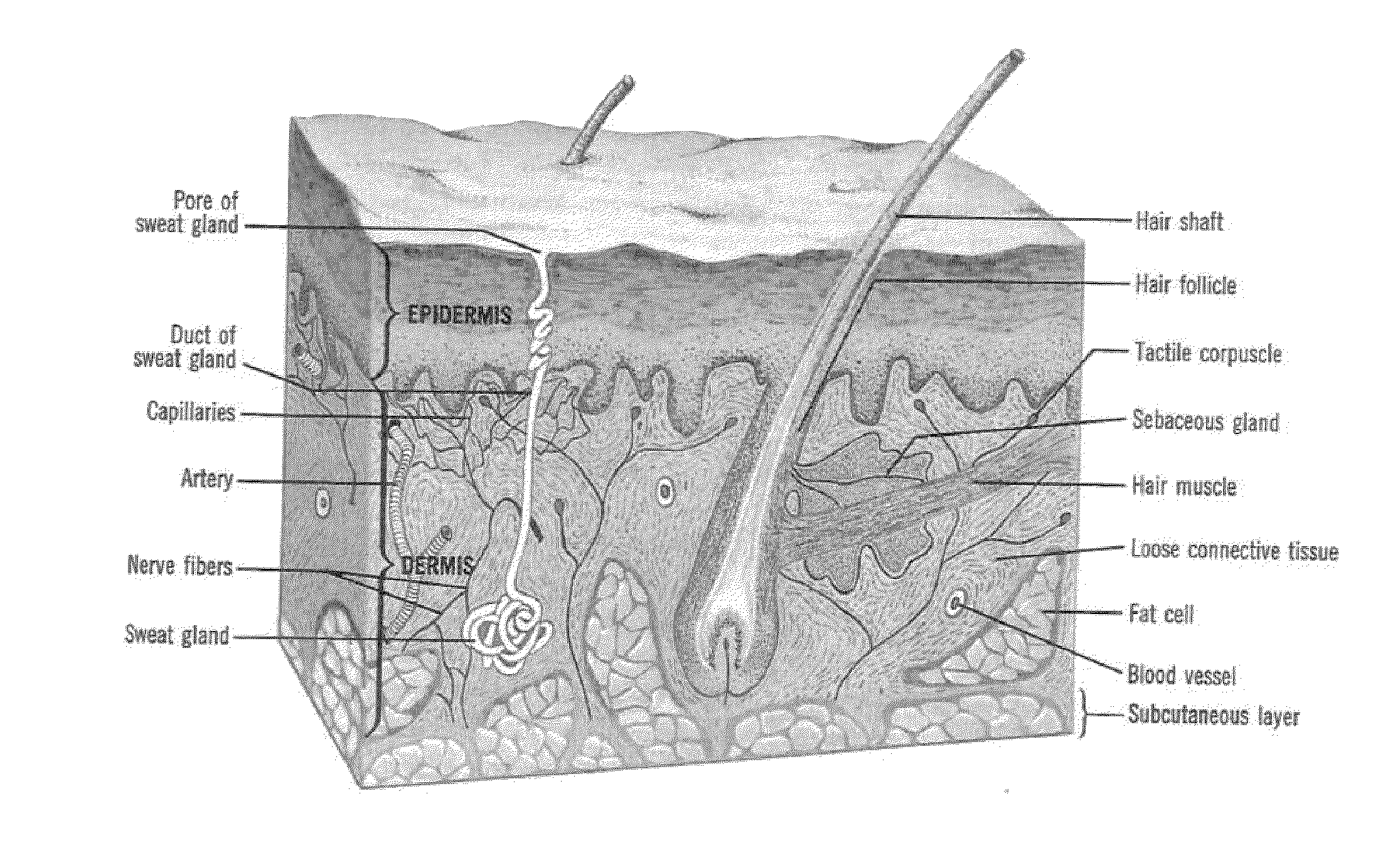 Methods to treat or prevent a skin condition using a nell1 peptide