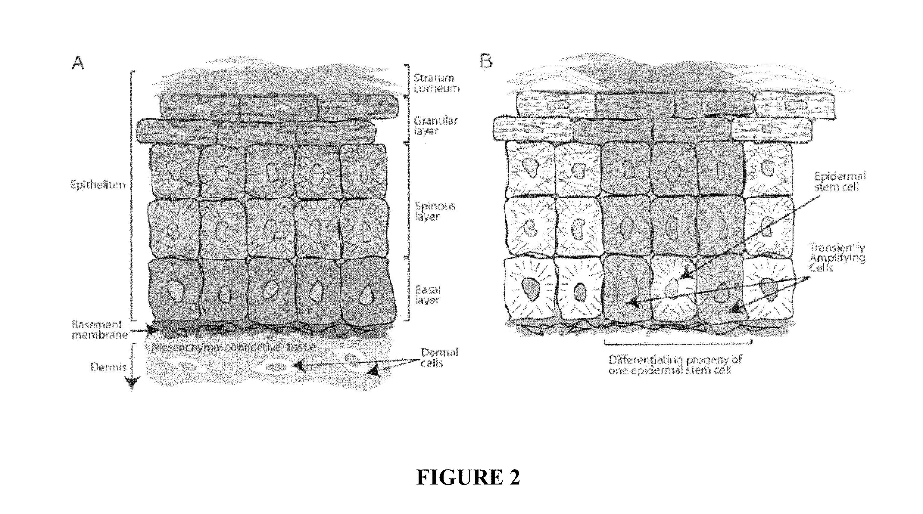 Methods to treat or prevent a skin condition using a nell1 peptide