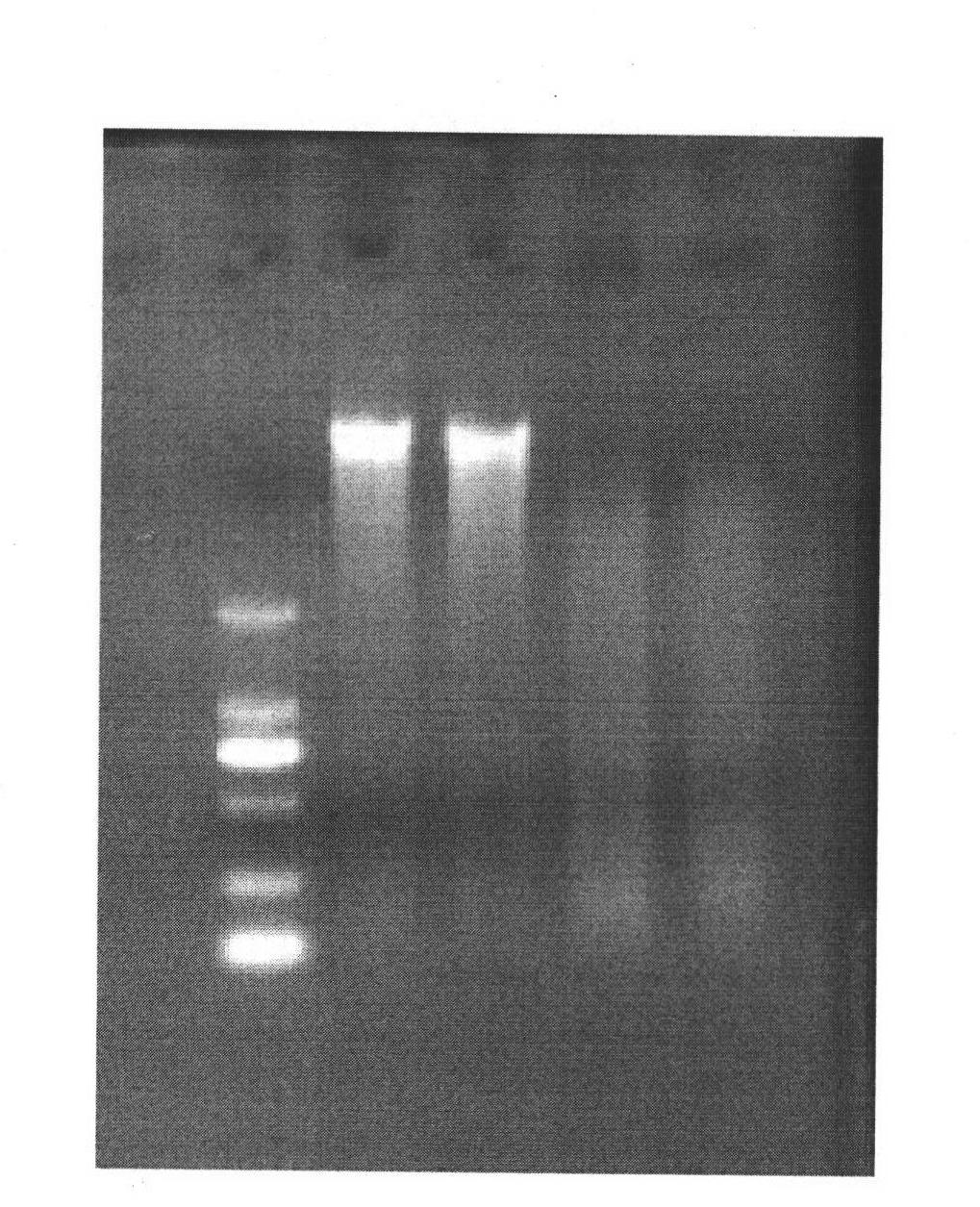 Method for extracting total DNA (Deoxyribonucleic Acid) of microorganisms from pile-fermentation Pu-erh tea