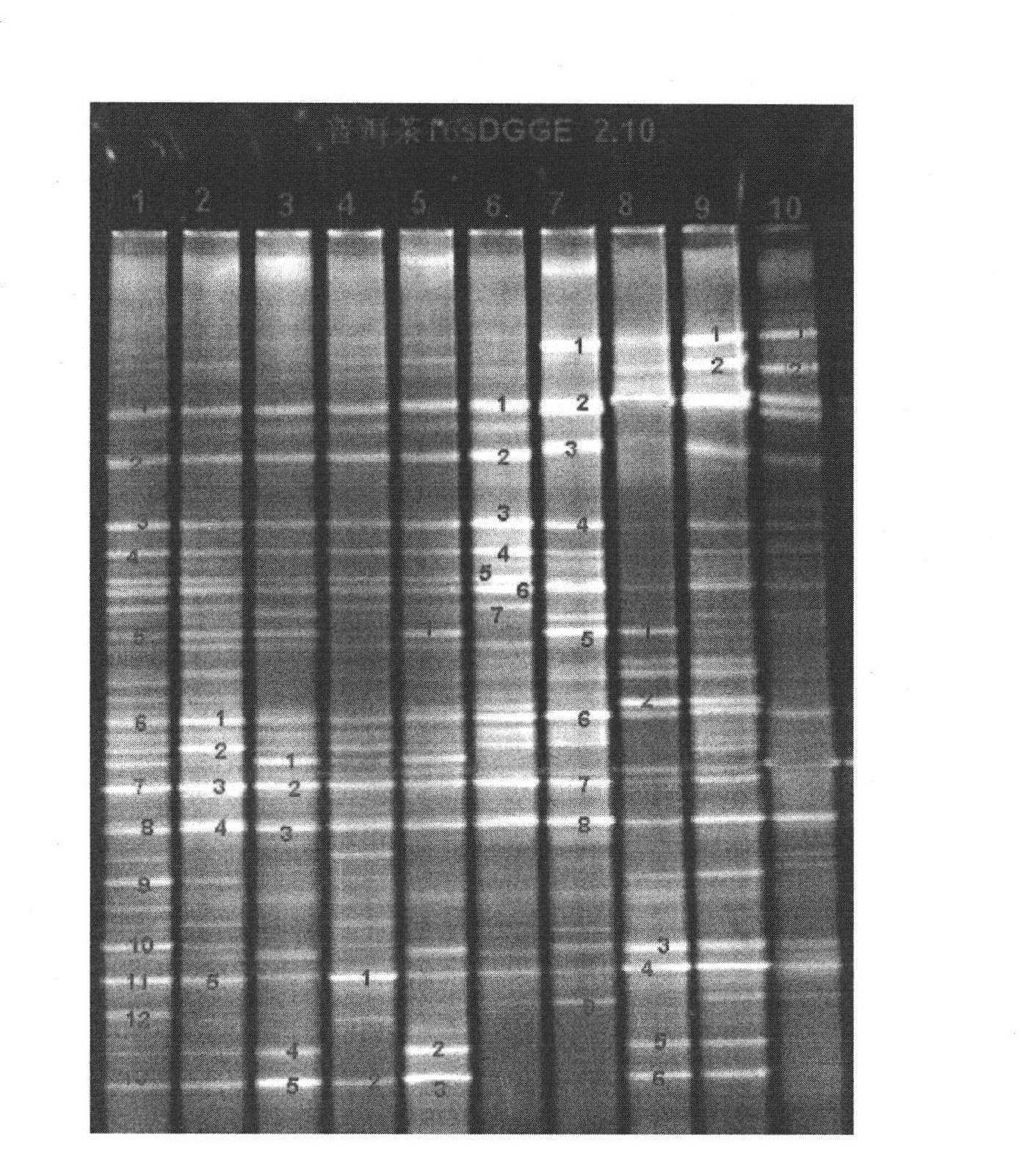 Method for extracting total DNA (Deoxyribonucleic Acid) of microorganisms from pile-fermentation Pu-erh tea