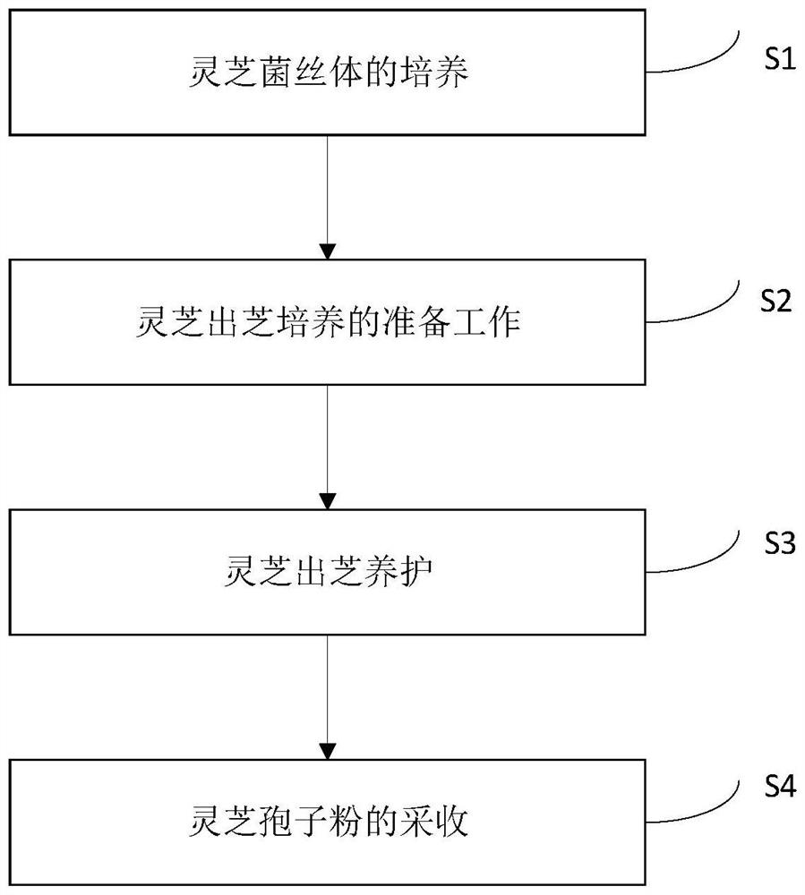 Ganoderma lucidum plant factory planting system and method