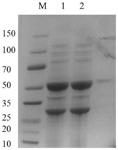 Glufosinate dehydrogenase mutant and application thereof