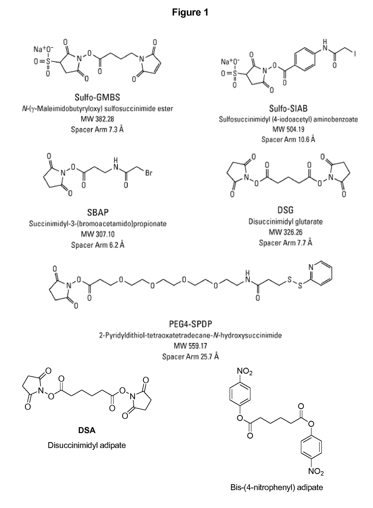 Vaccines against <i>Streptococcus pneumoniae </i>serotype 8