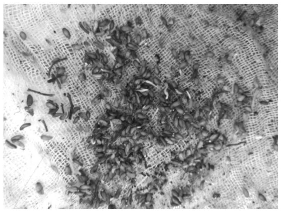 Germination accelerating method beneficial to dormancy breaking of seeds of Sorbus tianschanica Ruper