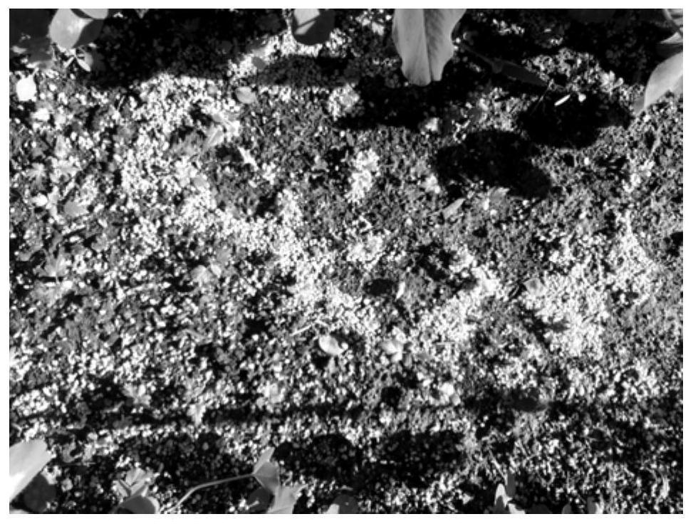 Germination accelerating method beneficial to dormancy breaking of seeds of Sorbus tianschanica Ruper