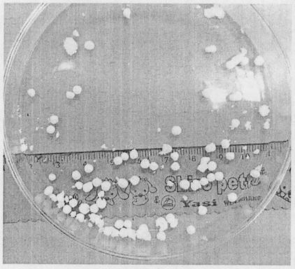 Preparation of chitosan/cellulose aerogel balls with high formaldehyde adsorption characteristics