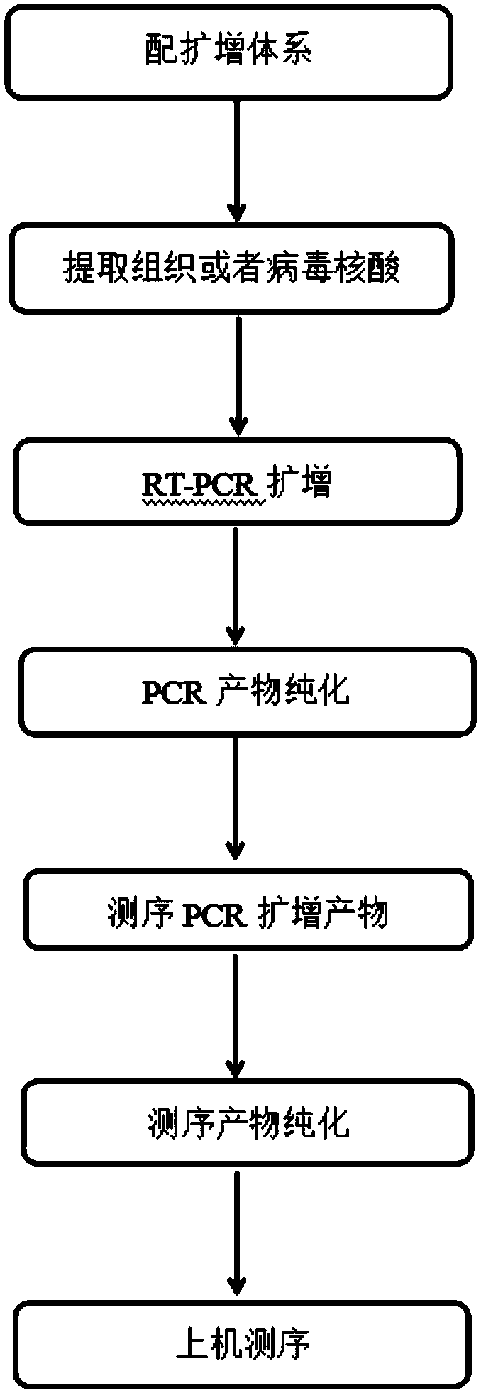 Amplification primer, sequencing primer, kit and method for detection of hepatitis C virus genotyping