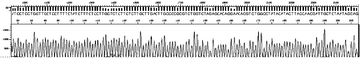 Amplification primer, sequencing primer, kit and method for detection of hepatitis C virus genotyping