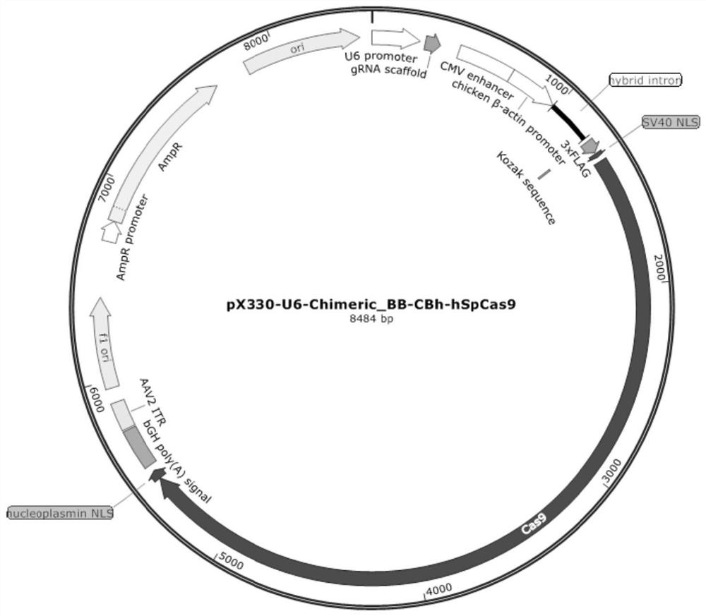 CRISPR/Cas9 system for preparing LMNA gene mutation dilated cardiomyopathy cloned pig nuclear donor cell and application of CRISPR/Cas9 system