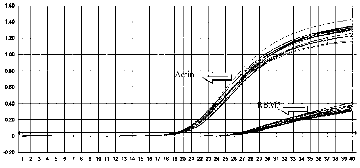 Method, primers, probes and kit for detecting relative expression of RBM5 gene