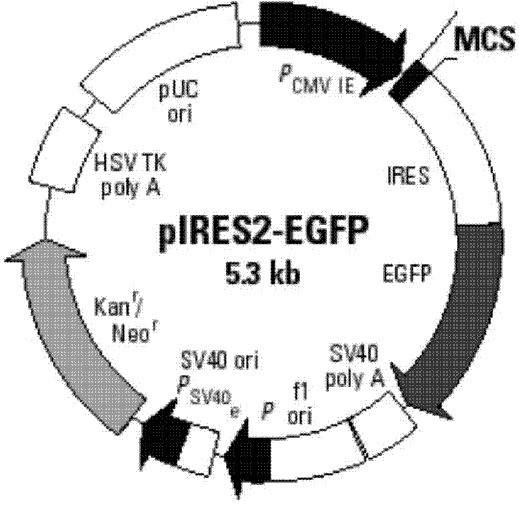 MUC1 (Mucins 1) and GM-CSF (Granulocyte-Macrophage Colony-Stimulating Factor) dual-gene co-expression recombinant vector and preparation method and application thereof