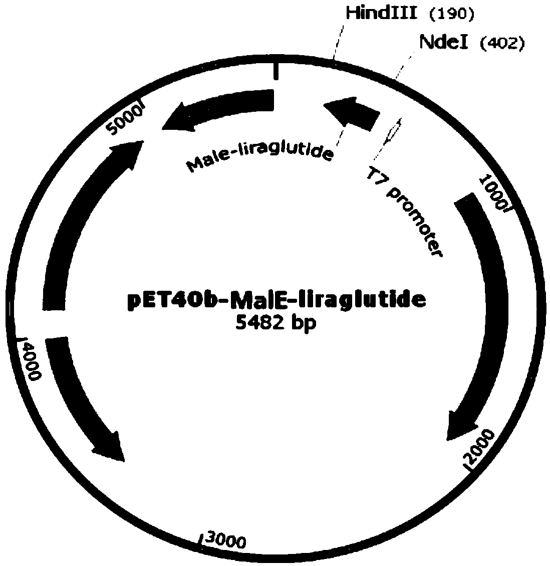 Recombinant engineering bacterium capable of efficiently expressing liraglutide precursor and application of recombinant engineering bacterium