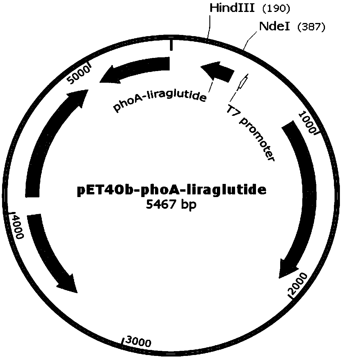 Recombinant engineering bacterium capable of efficiently expressing liraglutide precursor and application of recombinant engineering bacterium