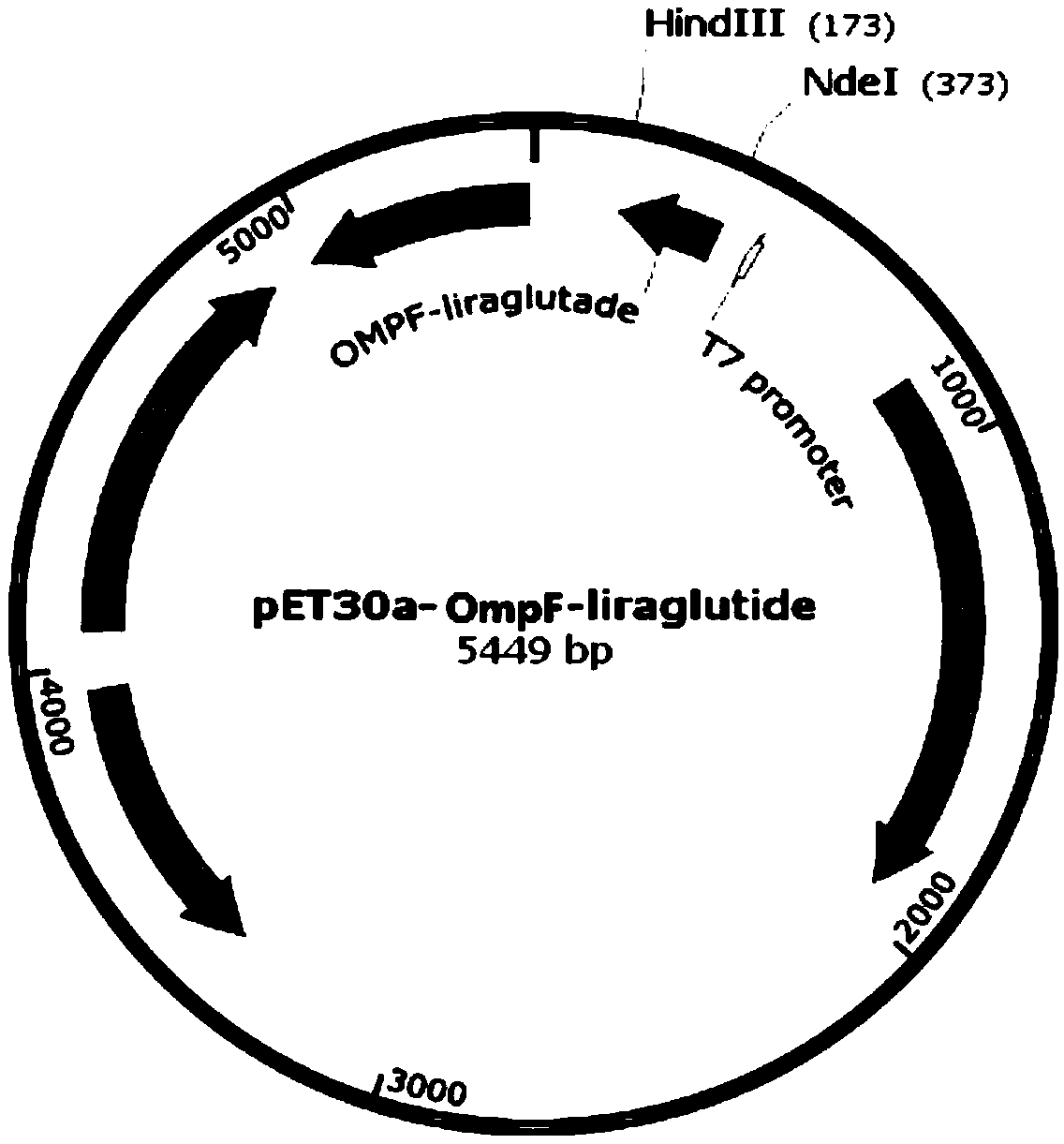 Recombinant engineering bacterium capable of efficiently expressing liraglutide precursor and application of recombinant engineering bacterium