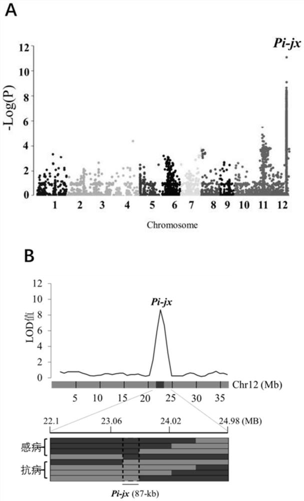 A rice blast resistance locus 'pi-jx' and its indel marker primer and breeding application