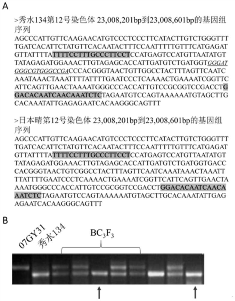 A rice blast resistance locus 'pi-jx' and its indel marker primer and breeding application