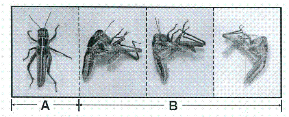 Beta-N-acetylglucosaminidase genes of insects and application thereof