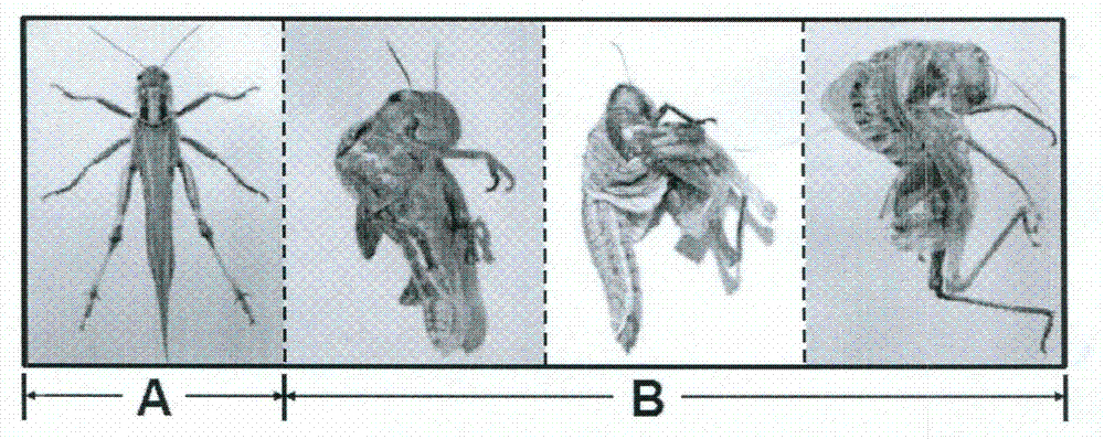 Beta-N-acetylglucosaminidase genes of insects and application thereof