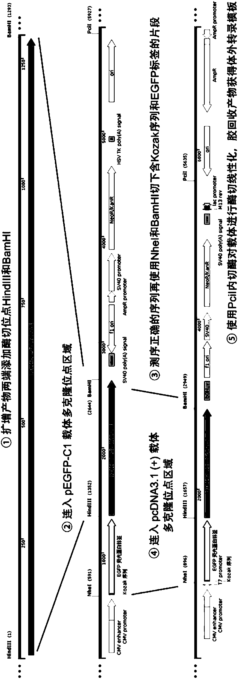 Vector and method for increasing cattle cloning efficiency based on histone methylation level modification