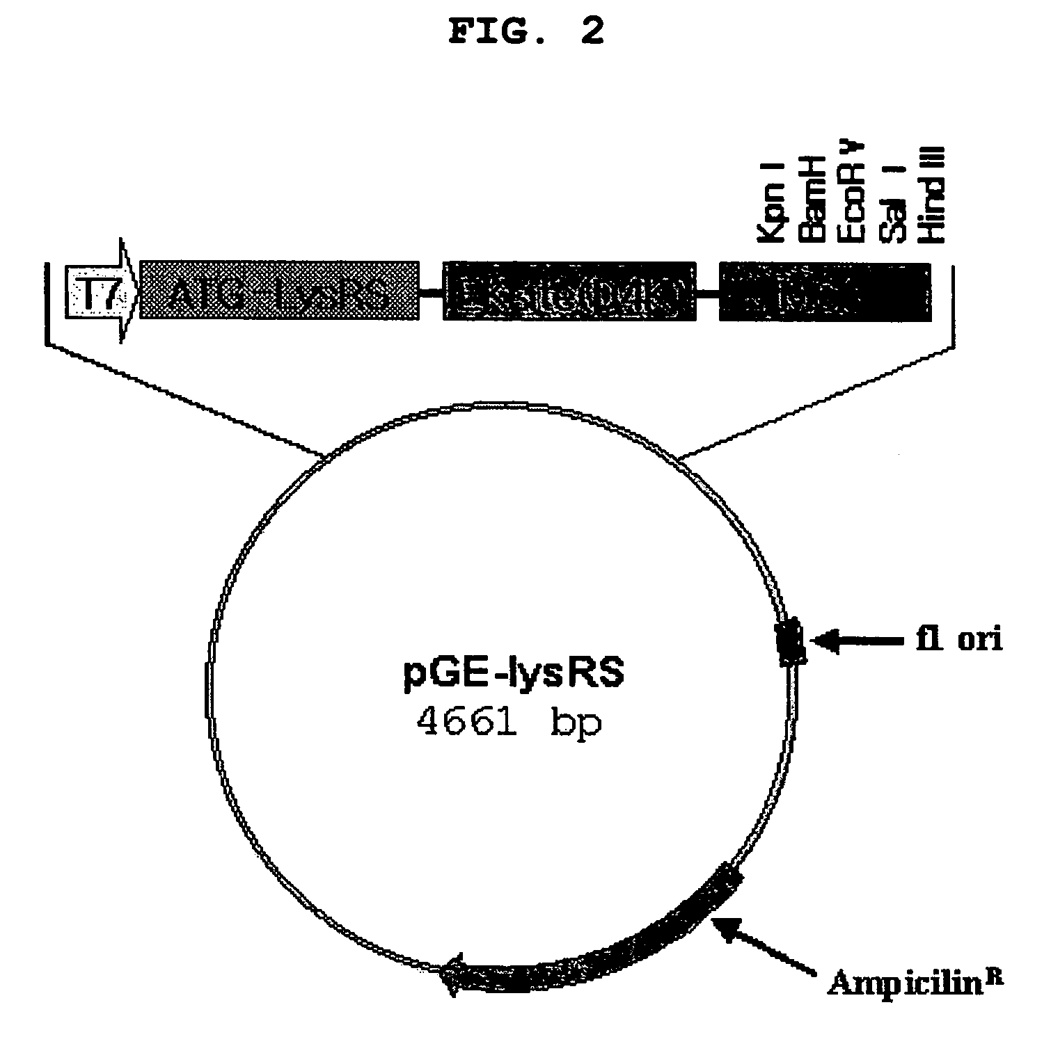 Method for improving solubility and folding efficiency of target proteins using RNA as molecular chaperone