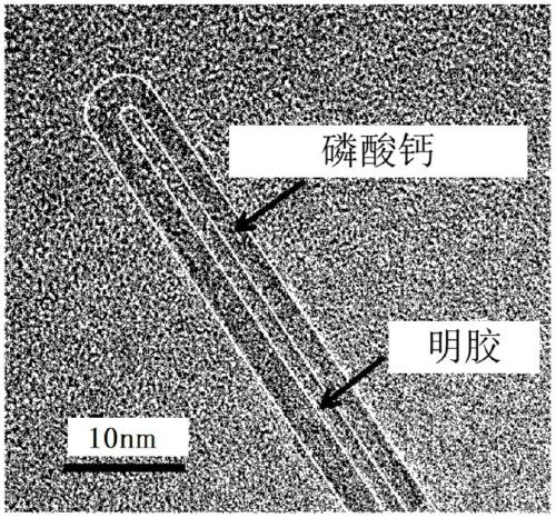 Composite body having coating layer of ceramic crystal, and method for producing same