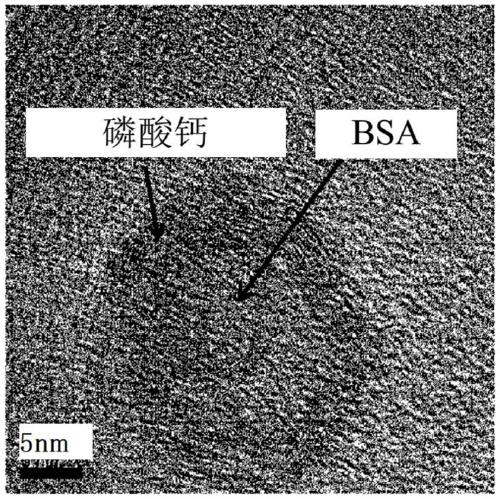 Composite body having coating layer of ceramic crystal, and method for producing same