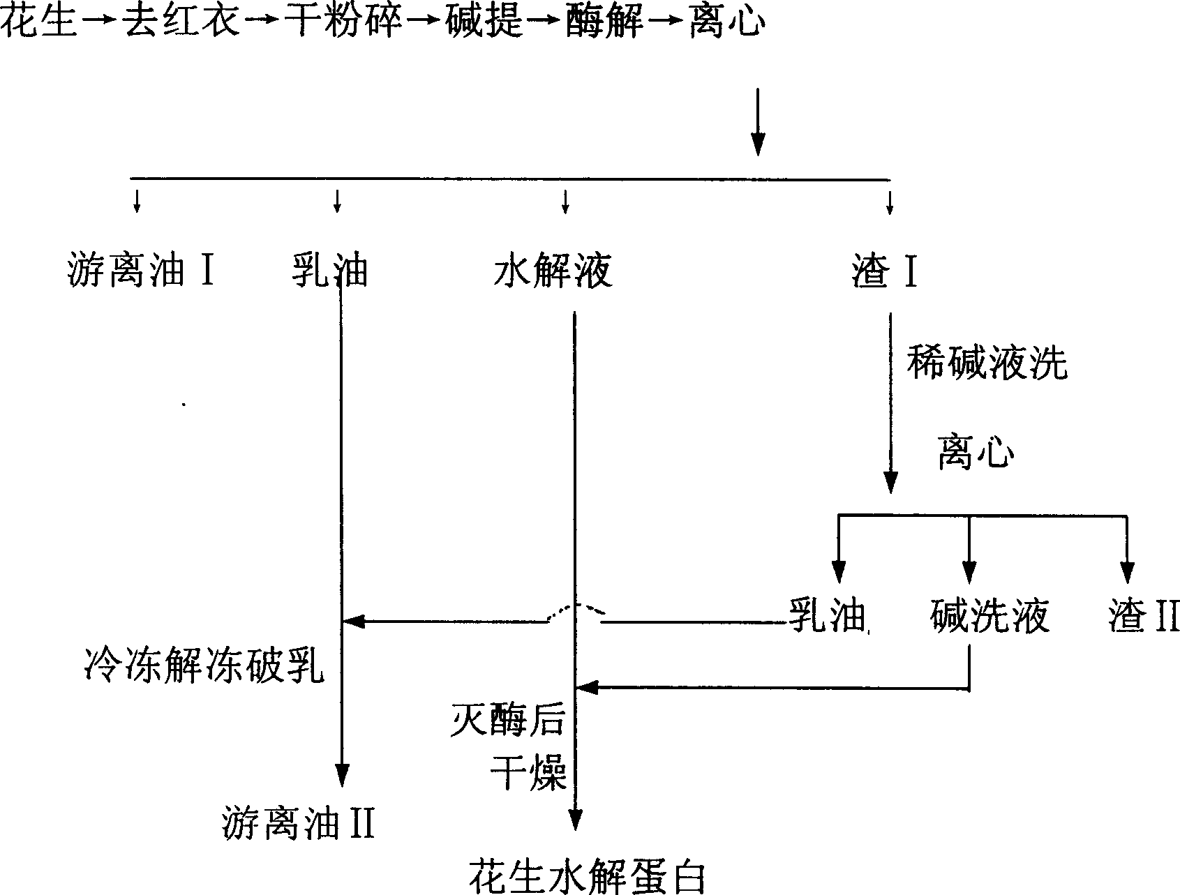 Technology of extracting oil and hydrolyzed protein from peanut using hydroenzyme method