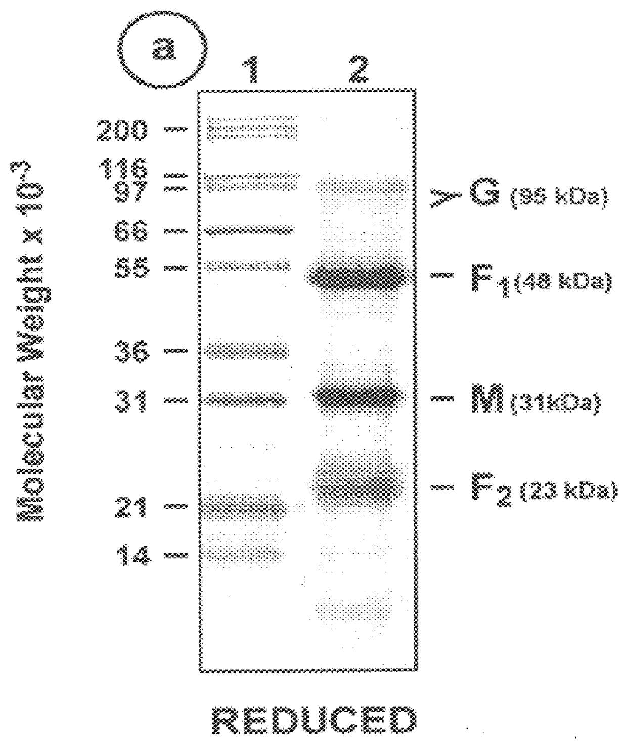 Subunit respiratory syncytial virus vaccine preparation