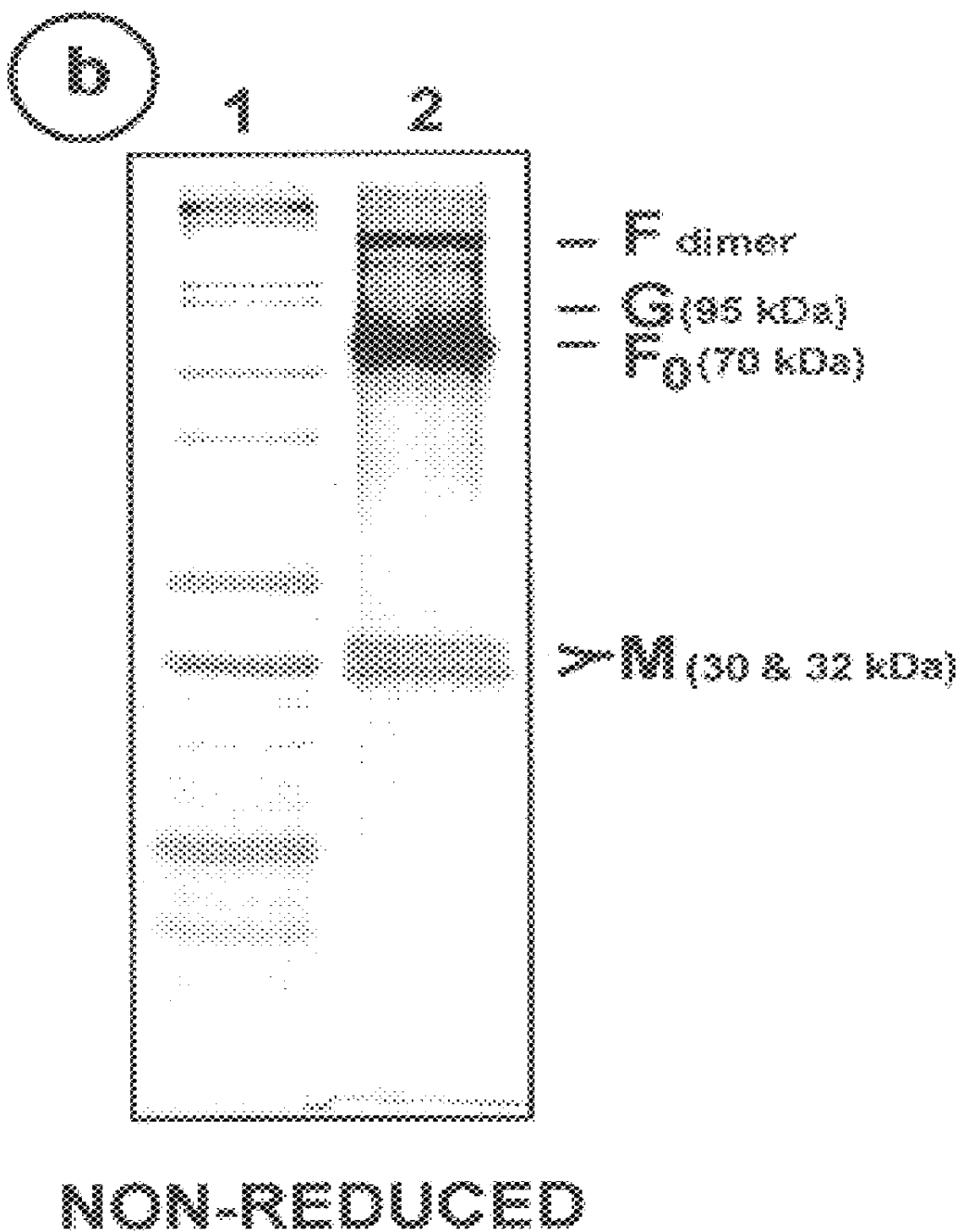 Subunit respiratory syncytial virus vaccine preparation