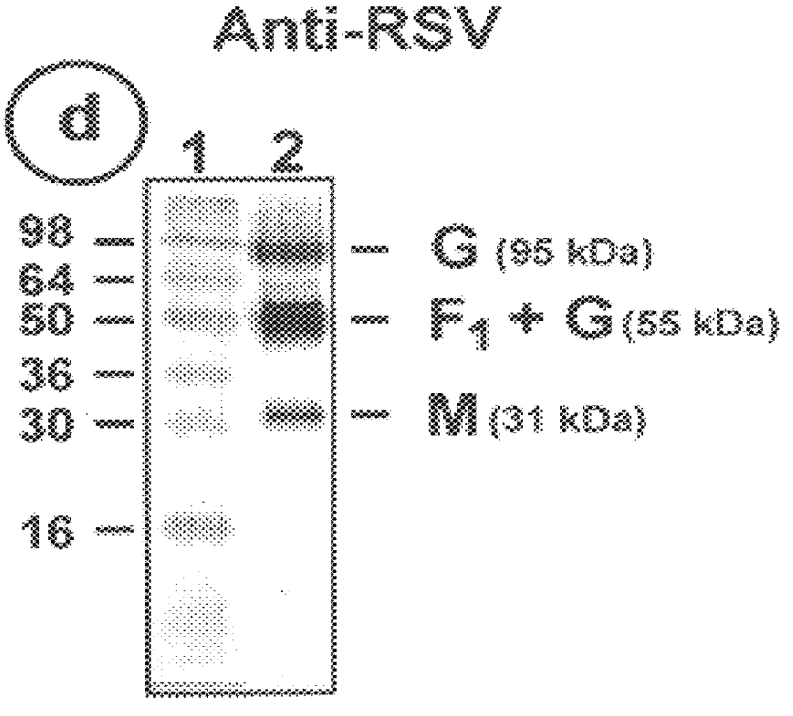 Subunit respiratory syncytial virus vaccine preparation