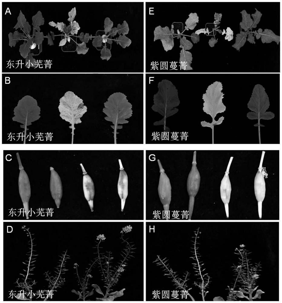 Virus-induced turnip gene silencing system and application thereof