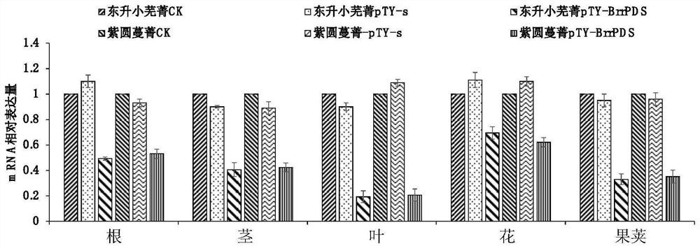 Virus-induced turnip gene silencing system and application thereof