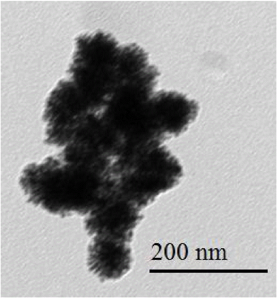 Method for self-assembling and synthesizing spherical gold nanoparticles by using bacitracin as template