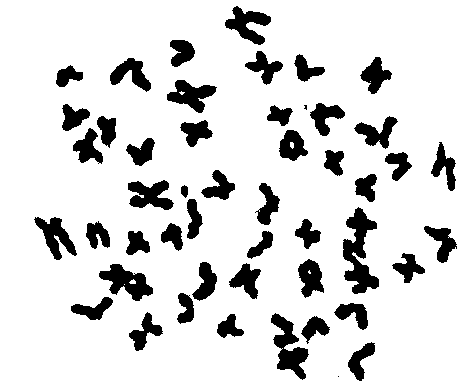 Method for preparing Leuciscus sp. chromosomes