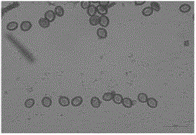 Application of gingko endogeny Chaetomium globosum in prevention and control of plant pathogenic fungi