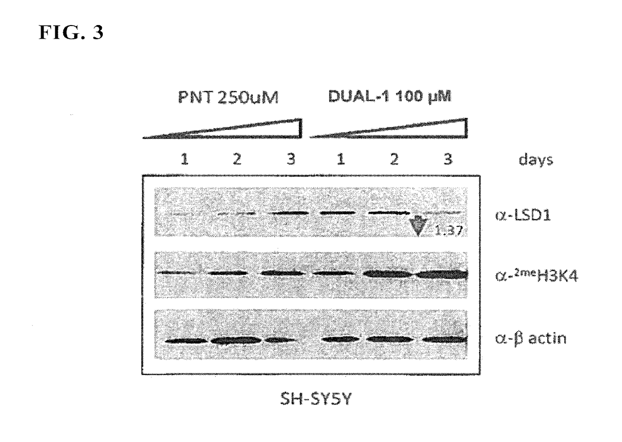 Lysine demethylase inhibitors for myeloproliferative or lymphoproliferative diseases or disorders