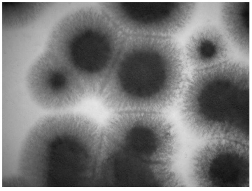 A strain of Penicillium oxalicum and its cultivation method and application