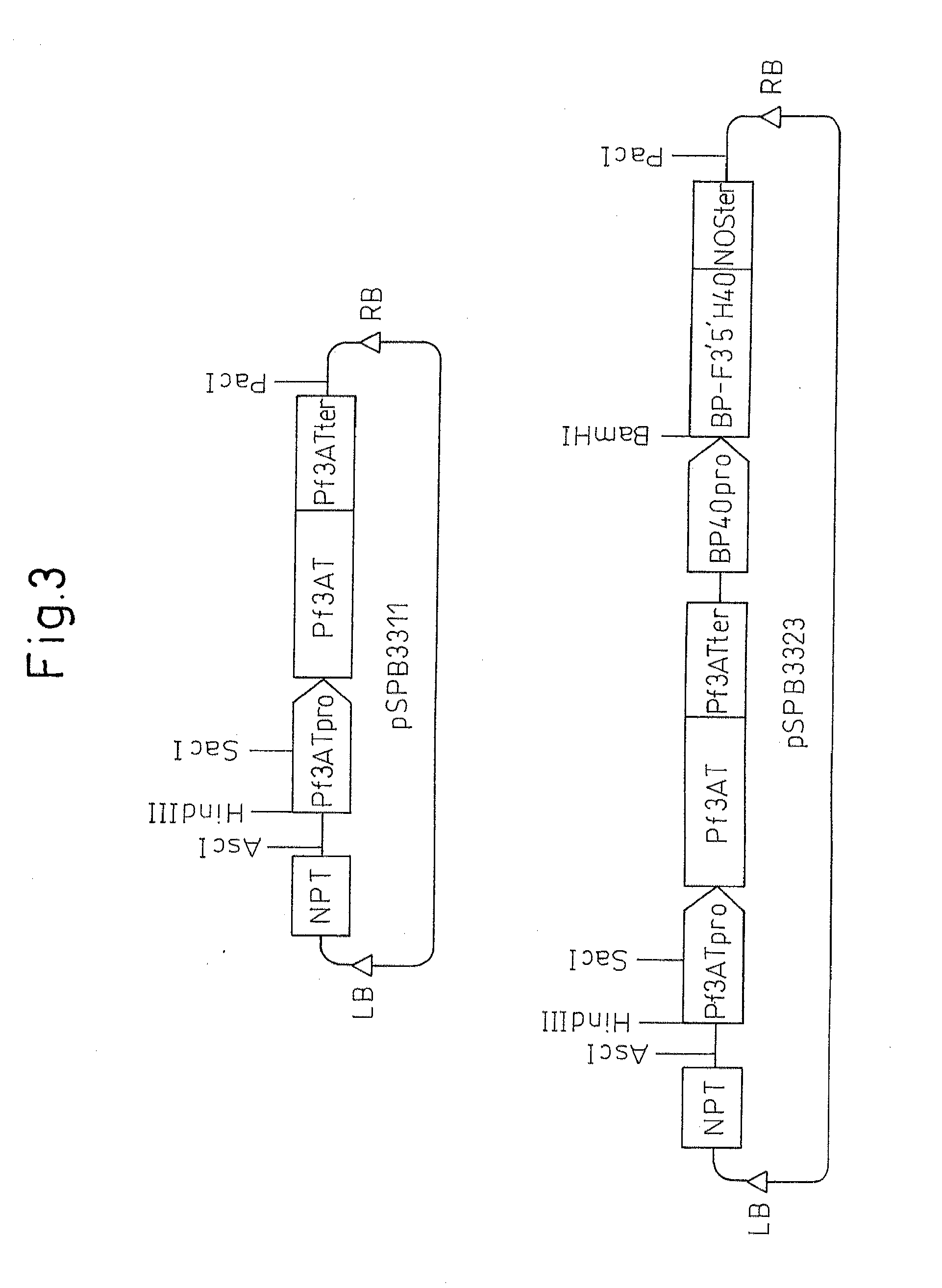 Method for producing chrysanthemum plant having petals containing modified anthocyanin