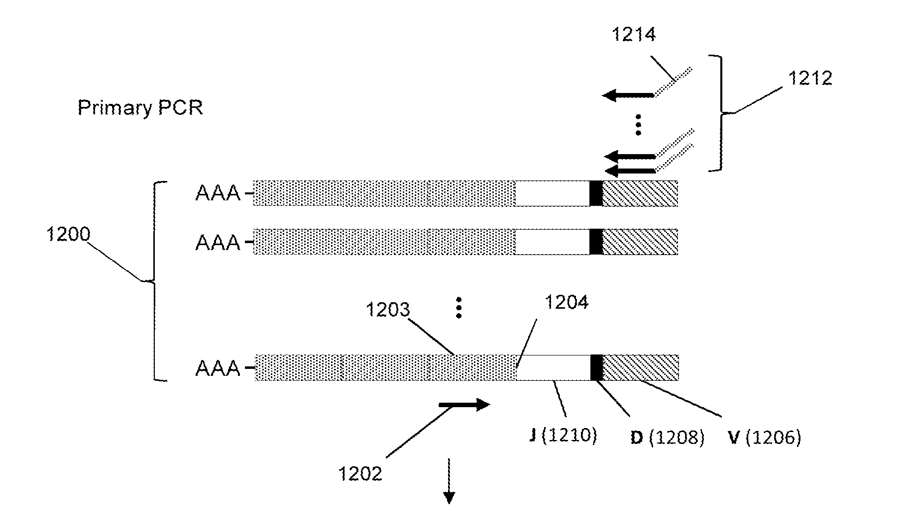 T-cell receptor clonotypes shared among ankylosing spondylitis patients