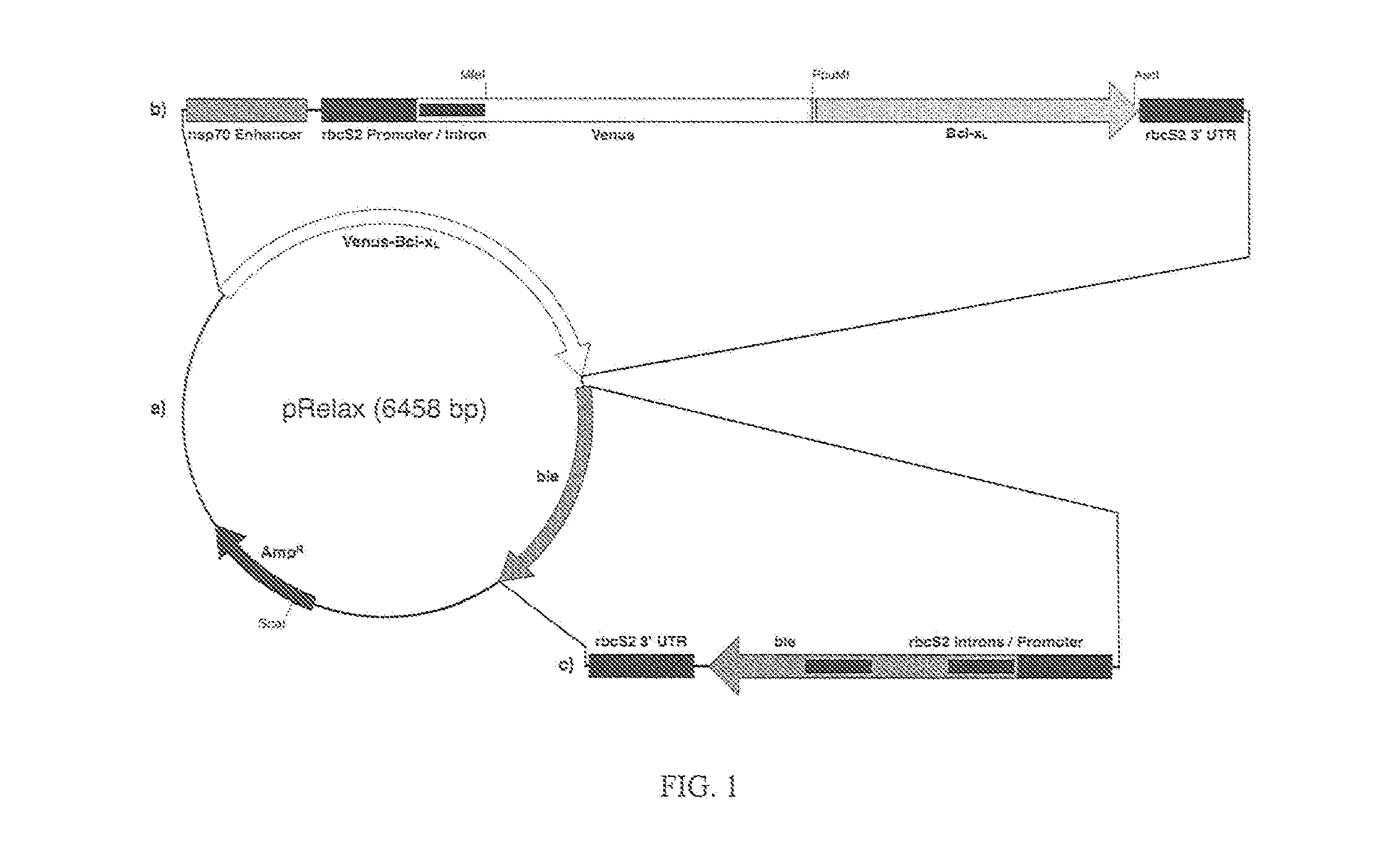 Method and composition for generating programmed cell death resistant algal cells