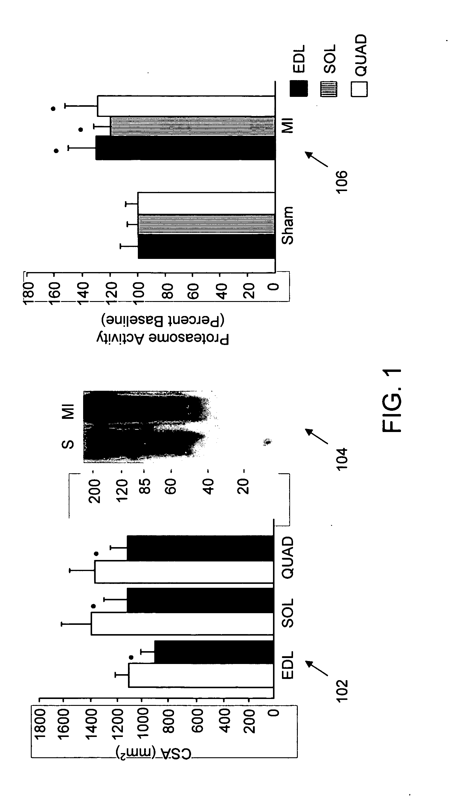 IGF-1 novel peptides