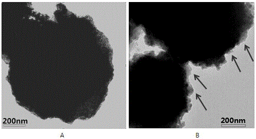 Method for separating exosomes from serum by using immunomagnetic beads