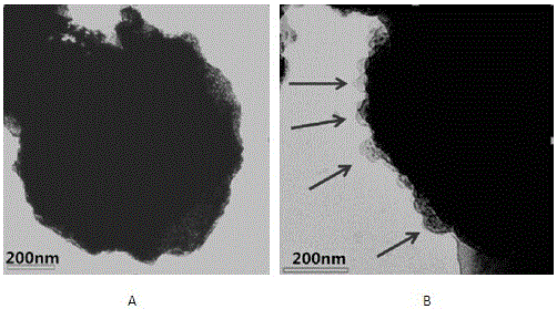 Method for separating exosomes from serum by using immunomagnetic beads