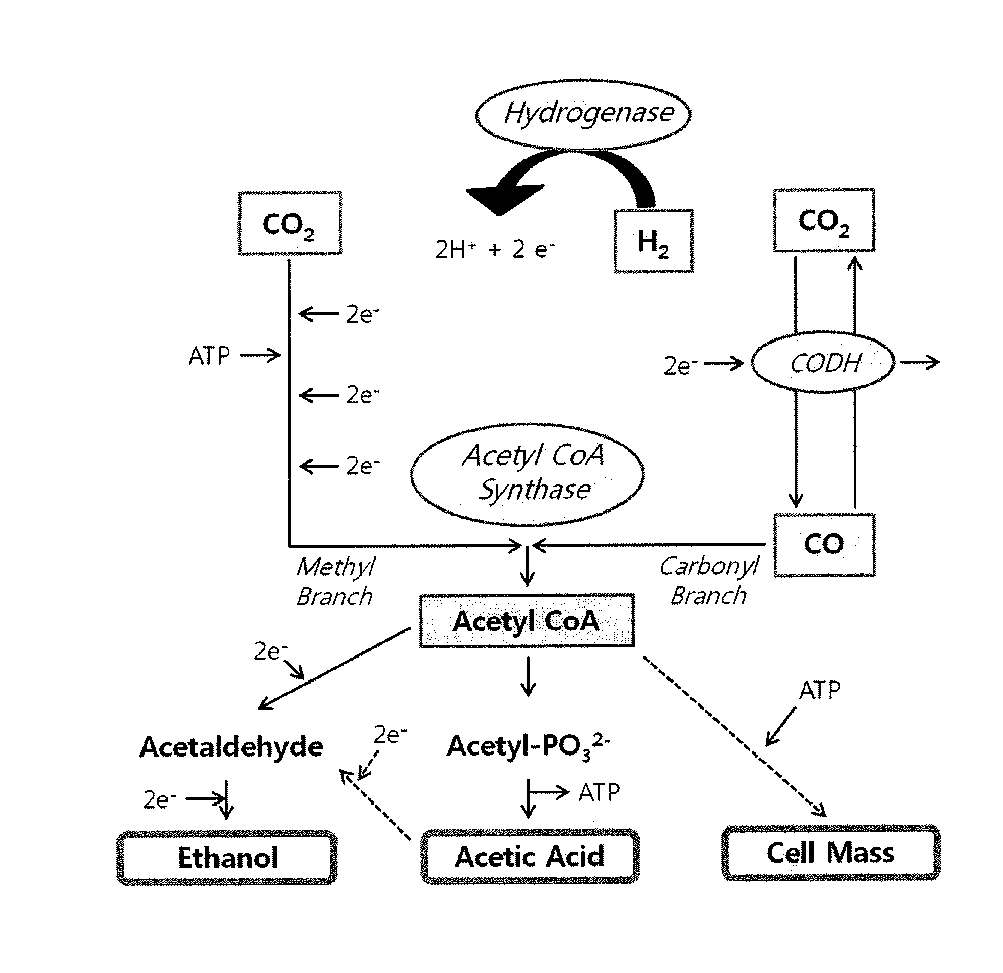 Method for producing bio-alcohol using nanoparticles