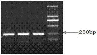 Detection method of single nucleotide polymorphism of fshr gene in Qianbei Ma sheep