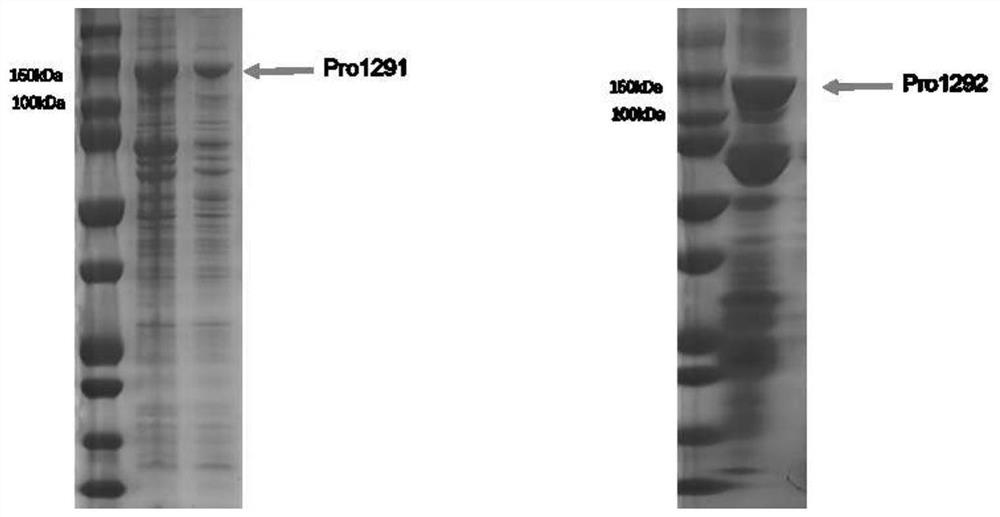 Leuconostoc citreum strain and application thereof