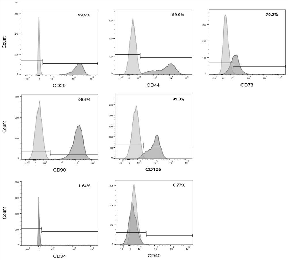 Method for obtaining mesenchymal stem cells from mouse gingival tissue