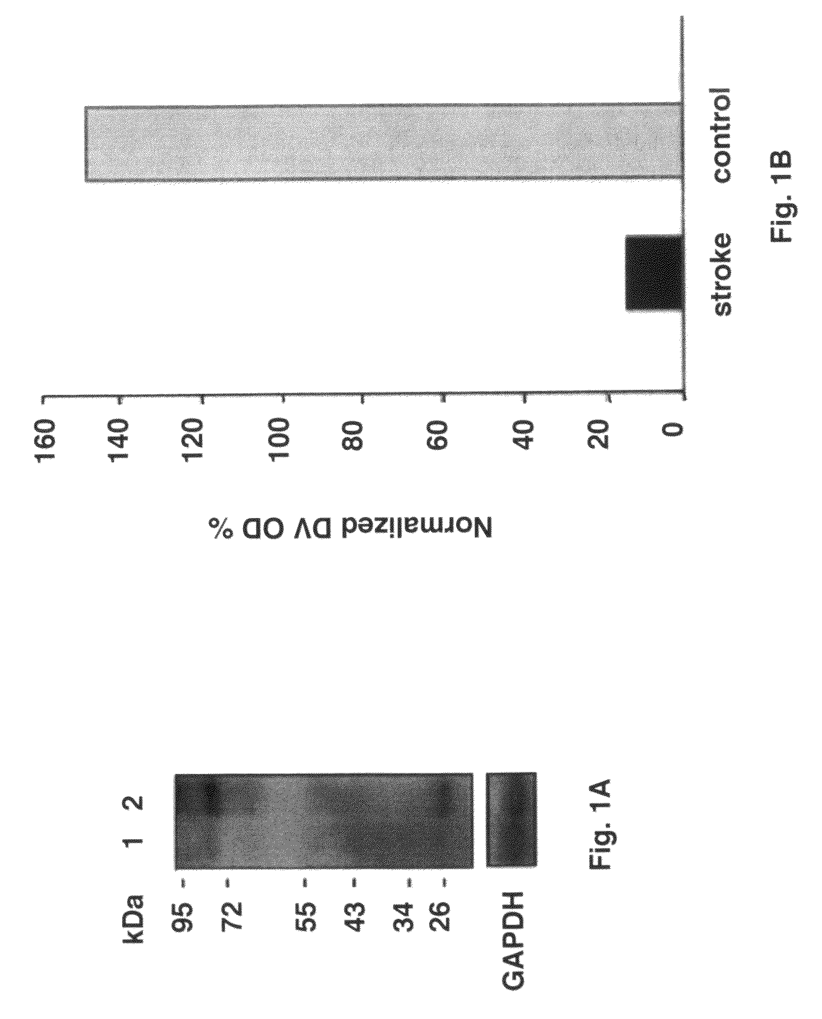 Treatment of stroke using domain V of perlecan