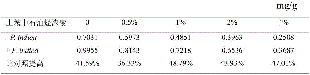 Method of using joint action of medicago sativa and piriformospora indica to restore petroleum-contaminated soil