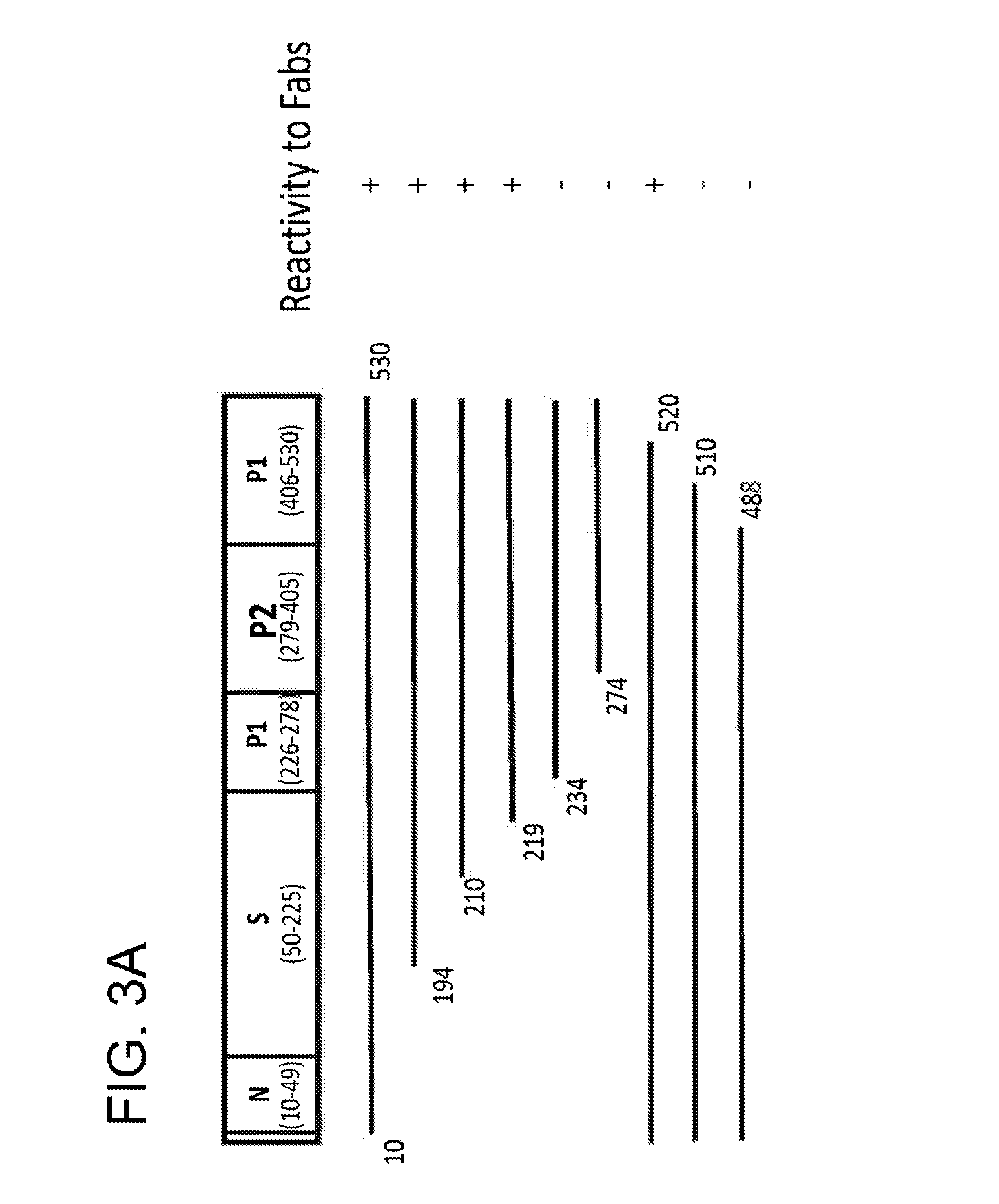 Monoclonal antibodies that neutralize a norovirus